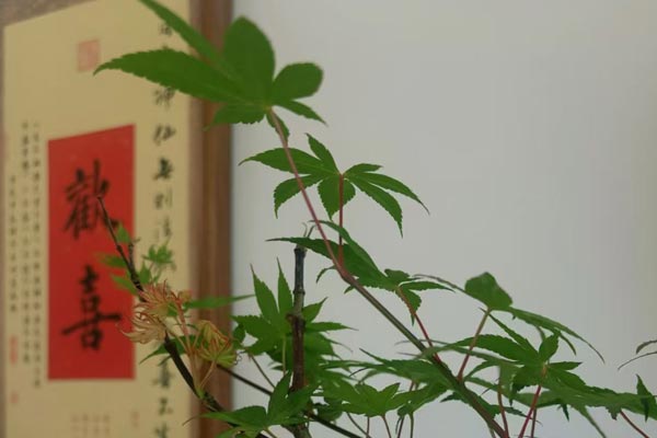 沈阳德泰诺网站建设公司构筑诚信AI内容输出的坚实桥梁