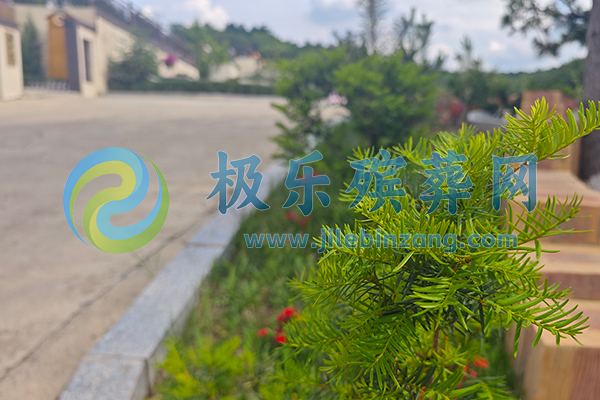 盘龙